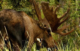 Alaska, Nordamerika, USA: Elch mit großem Geweih